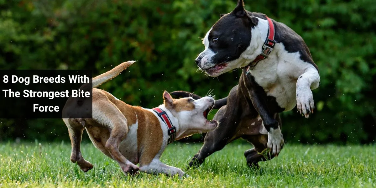 8 Dog Breeds With The Strongest Bite Force