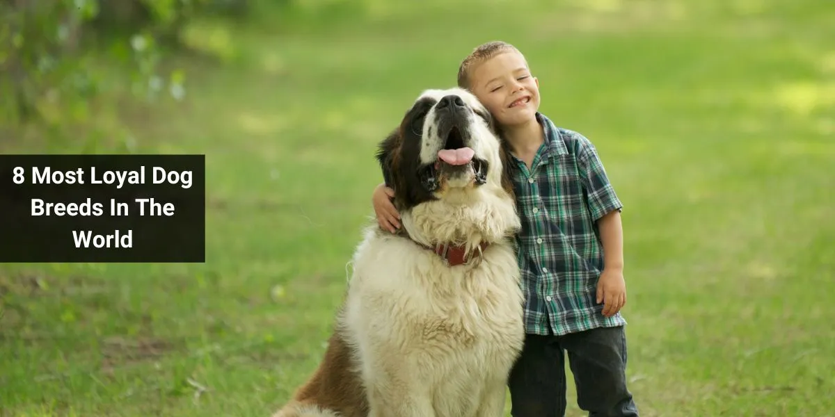 8 Most Loyal Dog Breeds In The World