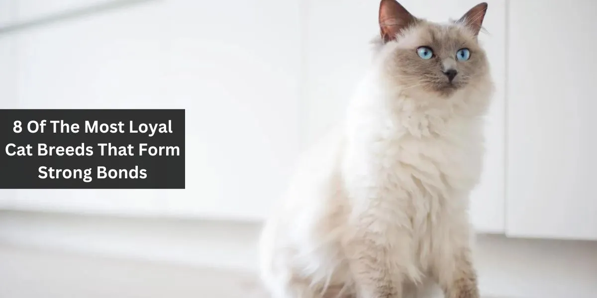 8 Of The Most Loyal Cat Breeds That Form Strong Bonds