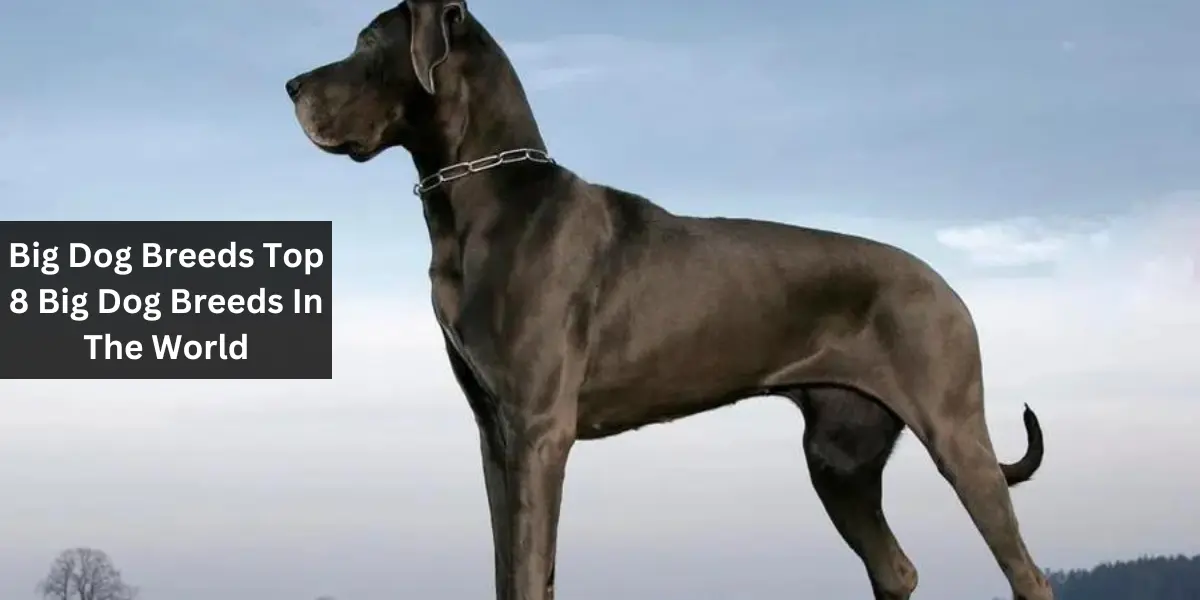 Big Dog Breeds Top 8 Big Dog Breeds In The World