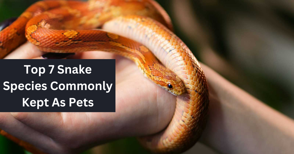 Top 7 Snake Species Commonly Kept As Pets
