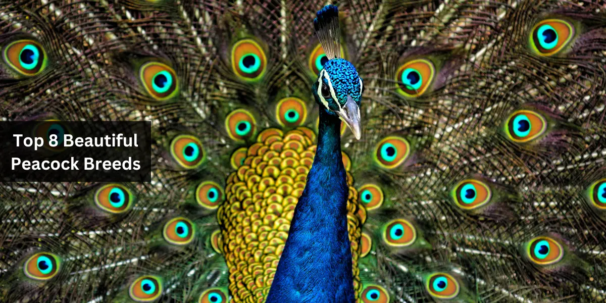 Top 8 Beautiful Peacock Breeds