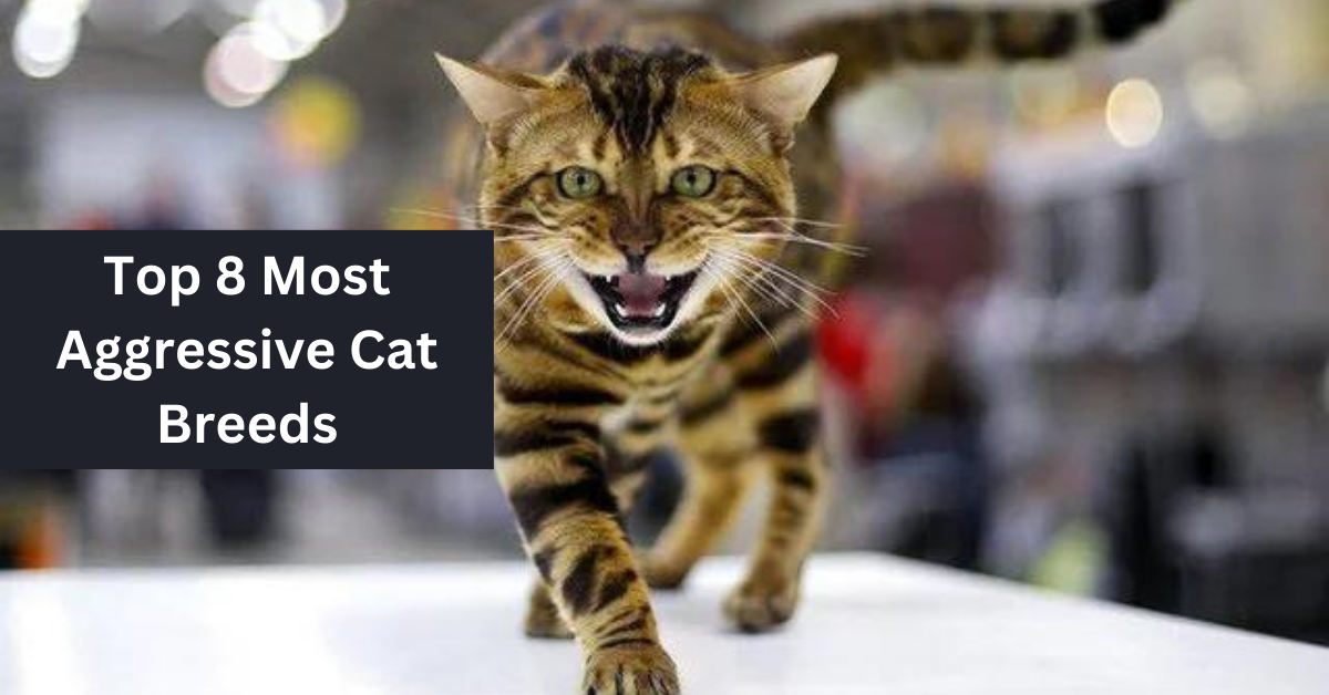 Top 8 Most Aggressive Cat Breeds