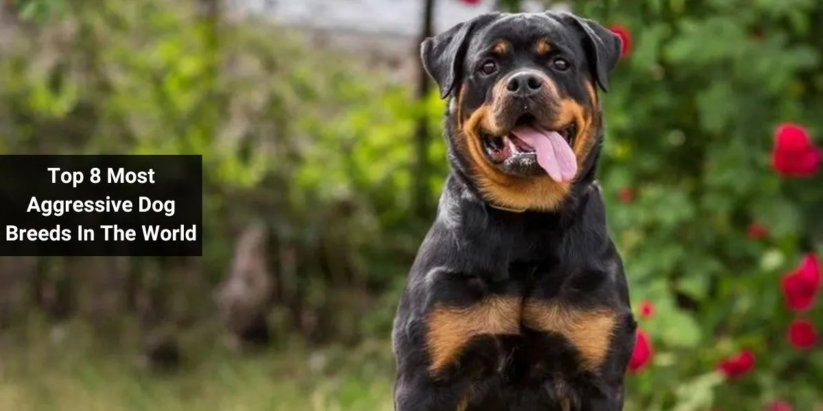 Top 8 Most Aggressive Dog Breeds In The World