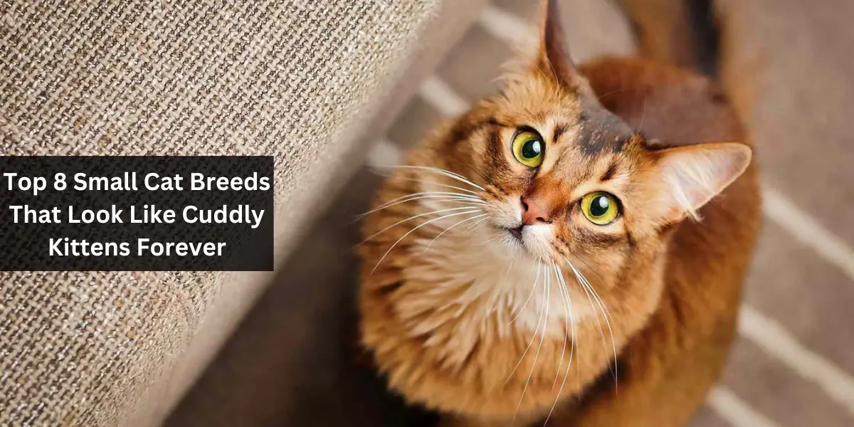 Top 8 Small Cat Breeds That Look Like Cuddly Kittens Forever